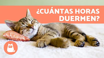 ¿Cuánto dura una siesta de gato?