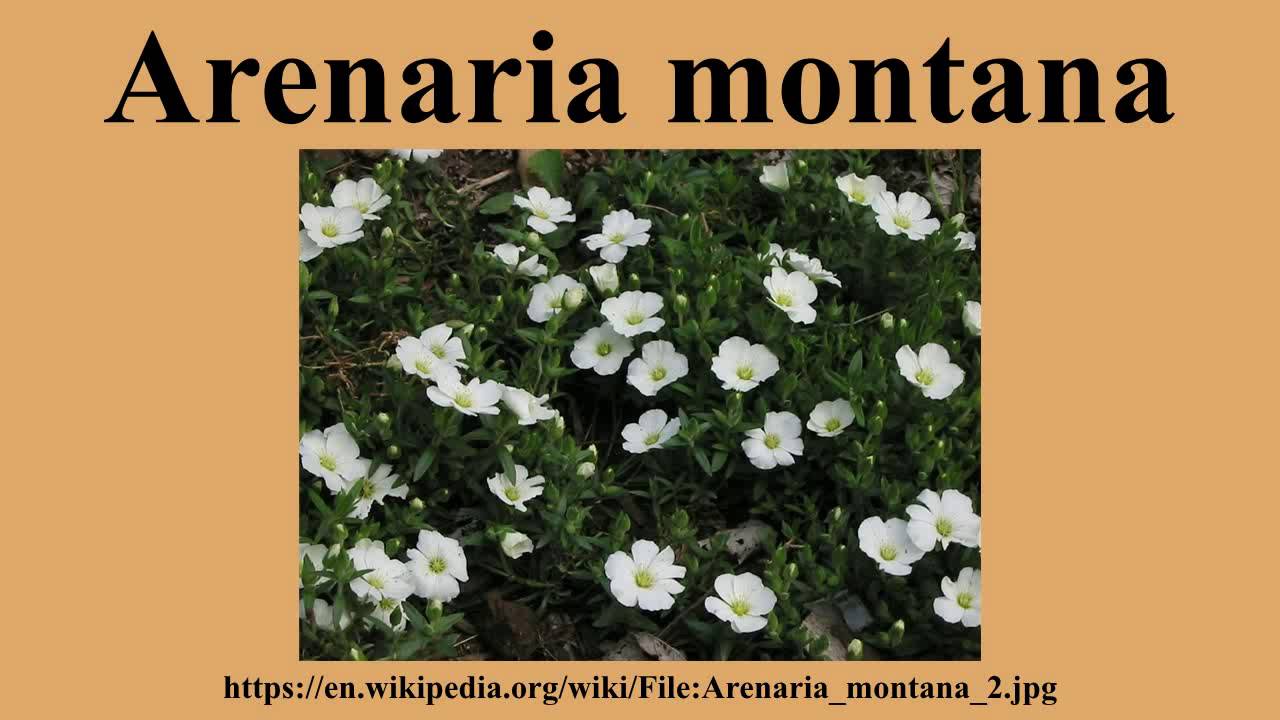 Arenaria montana
