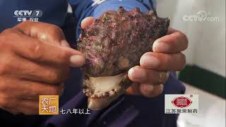 【Agriculture And Nature】20171116 | CCTV Military