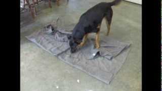 Enrichment Game: Scent Fun with Blanket (with an active indication)