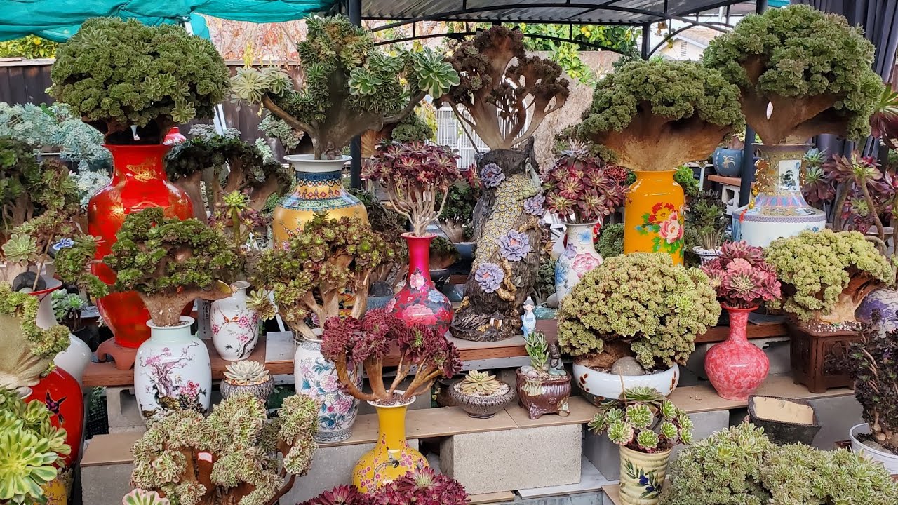 Succulent Aeonium for sale 📞 408 834 5979 Sen Đá bán đẹp Liênchinh 12/04 /2025