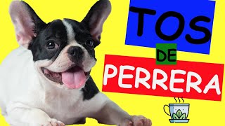 Tos De Perrera Tratamiento Casero Y Médico