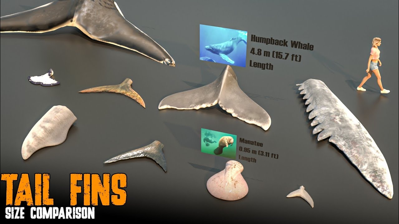 Sea Creatures Tail Fin Size Comparison
