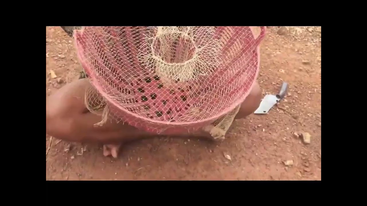 Smart man makes fish traps from waste to catch lots of fish in Cambodianull.