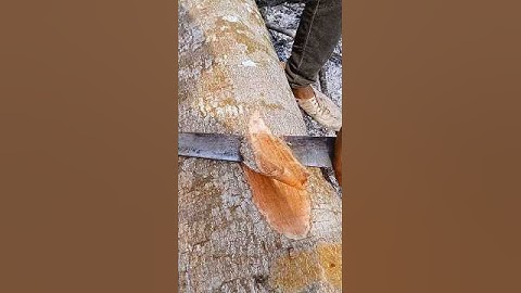 Peeling bark using a machete#short#wood#woodworking