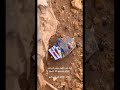 لقى سحر عند قبر ابوه شوفوا لما فكه ايش طلع لقى سحر عند قبر ابوه شوفوا لما فكه ايش طلع