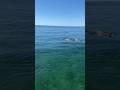 Moreton Bay dolphins having a play 🐬💦 #foryou #dolphins #fishing #food #disney #shorts #explore