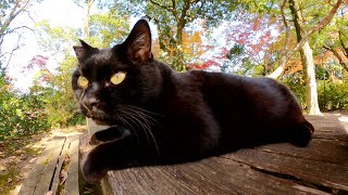 でっぷりとした黒猫がテーブルに腰掛けて美しい紅葉を眺める