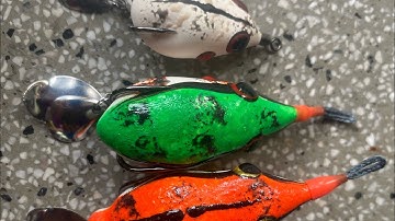 Câu cá lóc bằng nhái hơi vịt bầu Hoabancamp