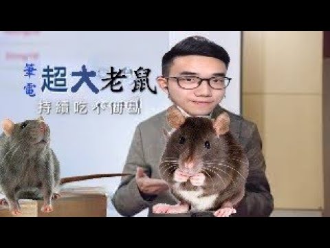 桂格超大老鼠（筆電版）