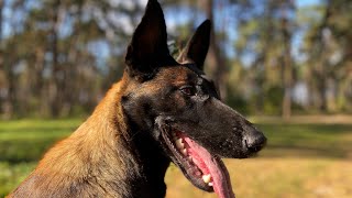 Belgian Malinois and German Shepherd Happy dogs walk me in the forest