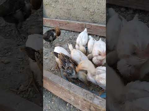 جمال افراخ دجاج عرب في عمر شهر 