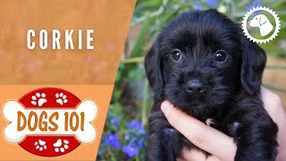 Dogs 101 - CORKIE - Top Dog Facts about the CORKIE | DOG BREEDS 🐶 #BrooklynsCorner