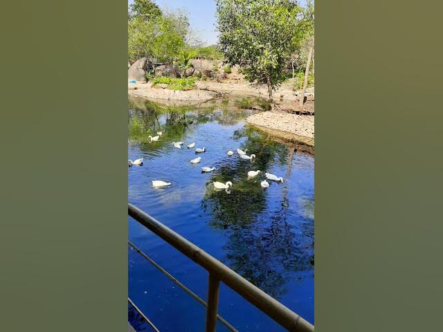 Chuttu unna Chettu chema...#song#shorts#video#telugu#