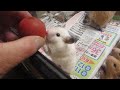 tomato