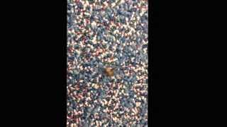 Brown Recluse, Madison AL