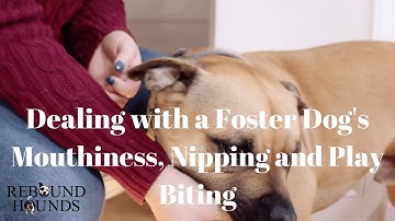 Dealing with a Foster Dog