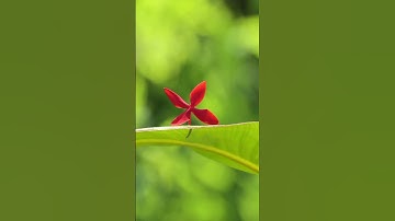 Wait for editing 🤩 ,Lightroom Editing, #shorts #shortvideo #edit #editing #lightroom #snapseed