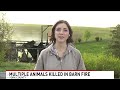 Barn holding exotic animals goes up in flames, killing baby goats