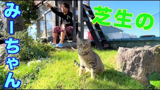 心地よい気候を満喫するみーちゃん
