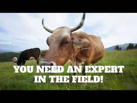 champion-mortgage-brokers-mooove,-mortgage-brokers-in-brisbane