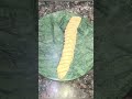World's Best Many Roti #shorts #trending #food #roti #paratha #ytshorts #youtubeshorts #viralvideo