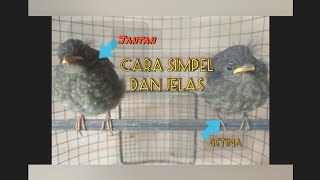 simpel dan jelas cara membedakan anakan burung jongkangan jantan dan betina
