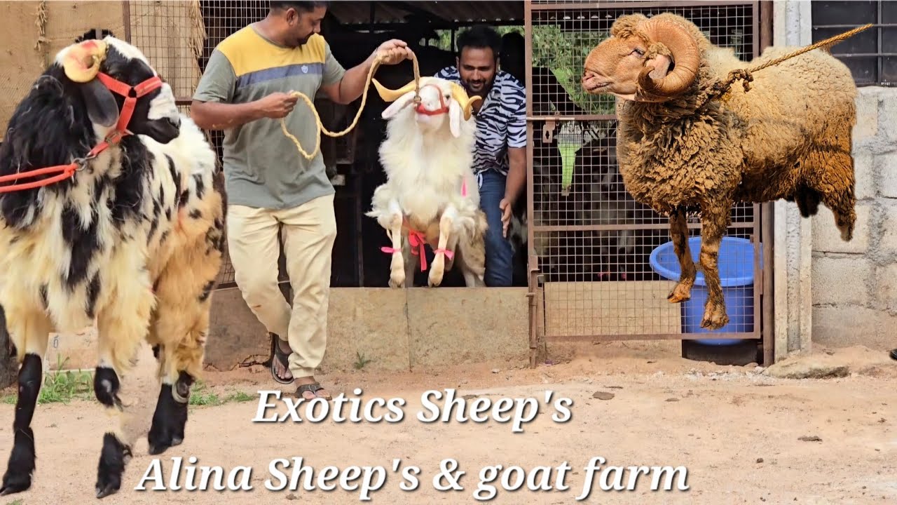 exotic sheep's Top quality macherla mende available in Alina sheep & goat farm kesara maulali