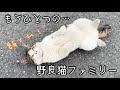【大切な居場所】甘えん坊な野良猫がベッタリ…困ったなぁ…