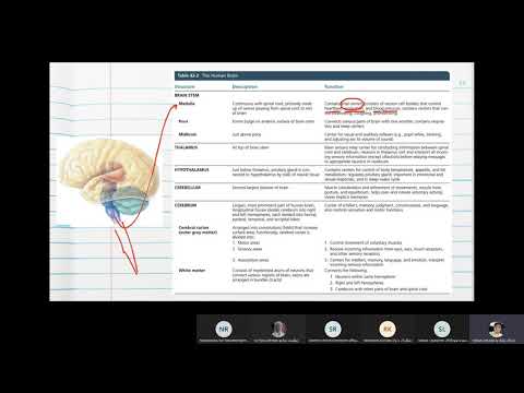 ระบบประสาท (Nervous system) III