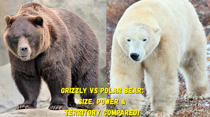 Grizzly vs Polar Bear: Size, Power & Territory Compared!