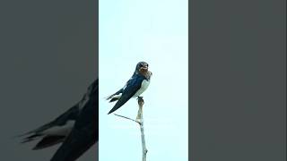 Part 79: Fakta Menarik Tentang Burung Walet #music #remix #facts #fyp #animals #burung