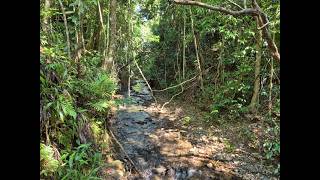 40 Spurwood Rd Cow Bay QLD 4873 walk thru