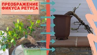 Бонсай из фикуса ретуса (Ficus retusa). Первичное формирование веток и ствола фикуса бонсай.