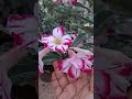 #adenium #love #flowers #garden #bonsai