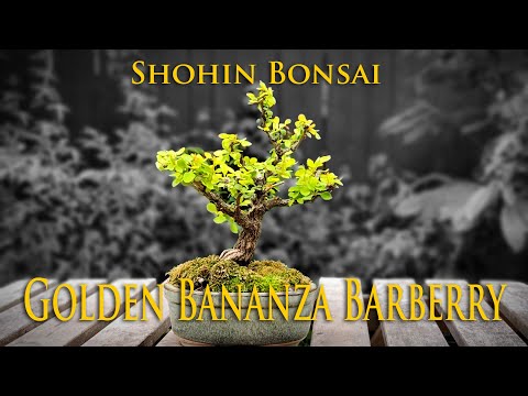 The easiest plant to create a Shohin Bonsai: Barberry