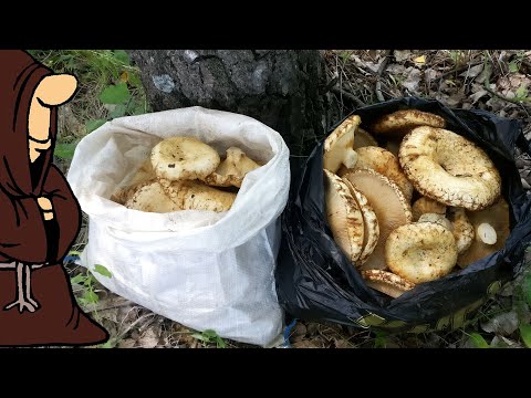За Полчаса Набили Мешки Грибами Сбор Груздей в Самарской области