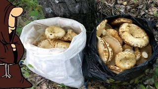 видео: За Полчаса Набили Мешки Грибами Сбор Груздей в Самарской области картинка: За Полчаса Набили Мешки Грибами Сбор Груздей в Самарской области