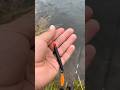 Drifting worms for steelhead #pnw #greatpnw #fishing #nature #steelheadfishing #trout #worms #fish