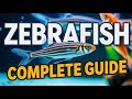 Everything about Zebrafish in 1 hour: Care, Breeding, Science &amp; Secrets