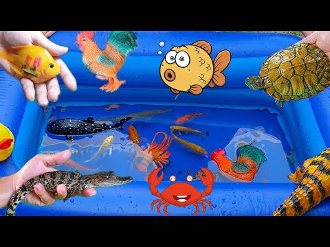 Video Đi Tìm Những Con Cá Dễ Thương, Cá Sấu, Cá Koi, Cá... - youtube