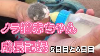 ノラ猫の赤ちゃん　成長記録　哺乳瓶で授乳5日目と6日目