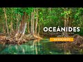 Oceánides | Península de Yucatán: Manglares