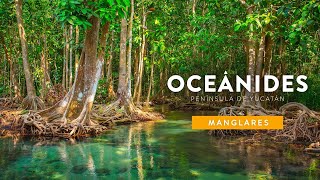 Oceánides | Península de Yucatán: Manglares