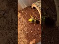 Yellow bees hunt spiders! Who becomes their food? #funnymoments #animals #shortvideos