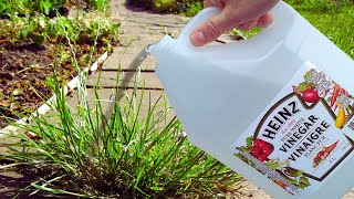 Is vinegar good for garden plants? The how-to academy. #gardeningtips #garden