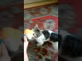 опасное животное. Кото - Пёс