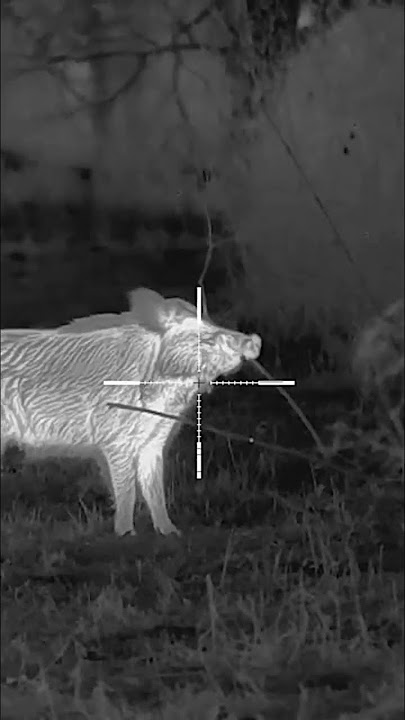 Bolt TH50C from IRay USA #hunting #hoghunting #feralhogs  #boarhunting