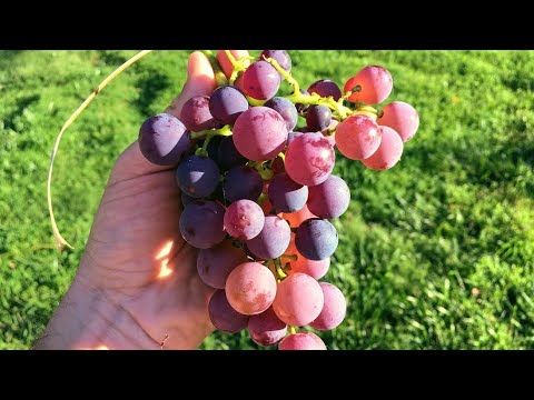 ვიდეო: ყურძენი ზარნიცა: აღწერა და მახასიათებლები
