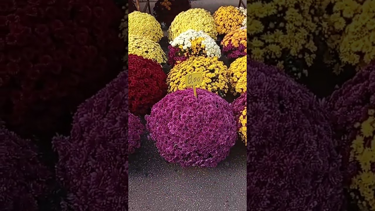 Zagreb: Mercado (Tržnica) ŠPANSKO Oct. 2025